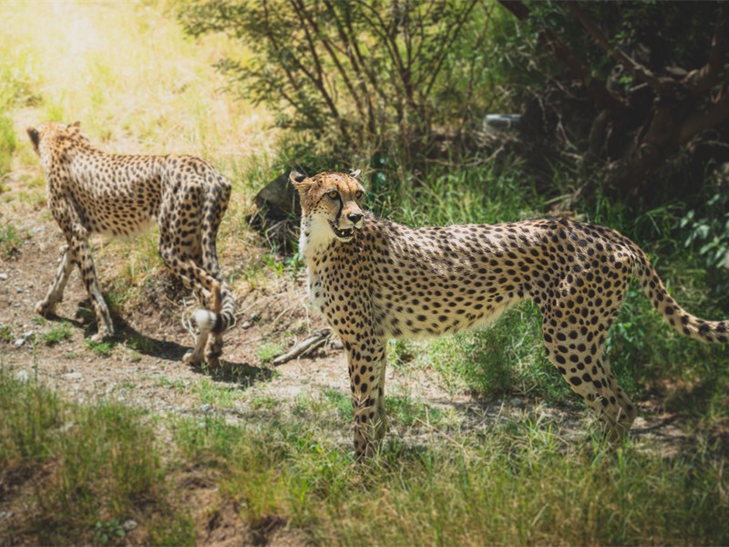 Living Desert 2019 (28)